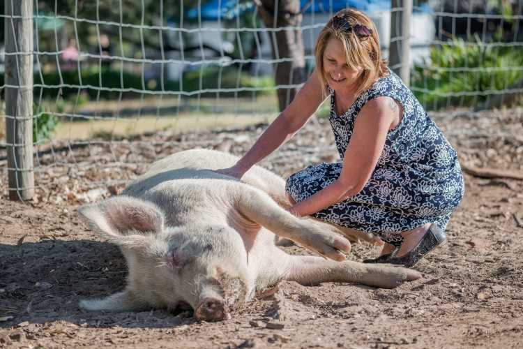 Kym Henley -niminen henkilö rapsuttaa tehotuotannosta pelastettua sikaa Freedom Hill -nimisessä eläinten turvakodissa